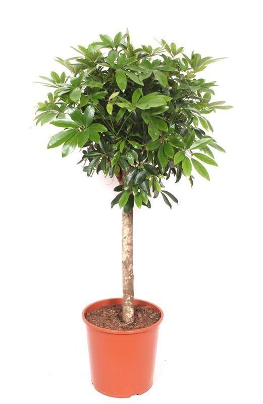La Green Touch - Schefflera sur tige - Arbre ombrelle - H 150 cm, pot Ø30 cm