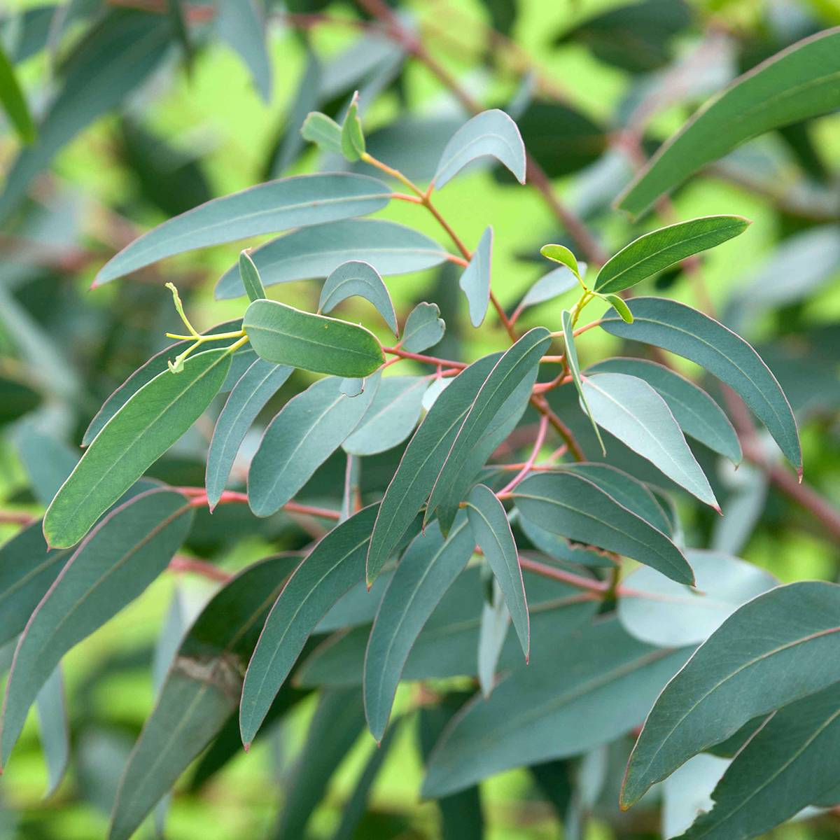 Sitemapcdatahttpswen2windecoocomprix Eucalyptus Jardiland