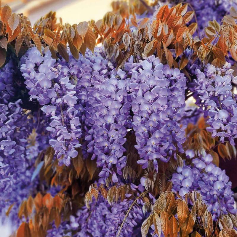 Glycine de Chine Blue Line® 'Copper Leo' à fleurs Bleue - feuillage Caduc - Pot de 2L - Tuteur bambou 60/90 cm-  hauteur à maturité De 5,00 m à 10,00 - Imagen 6