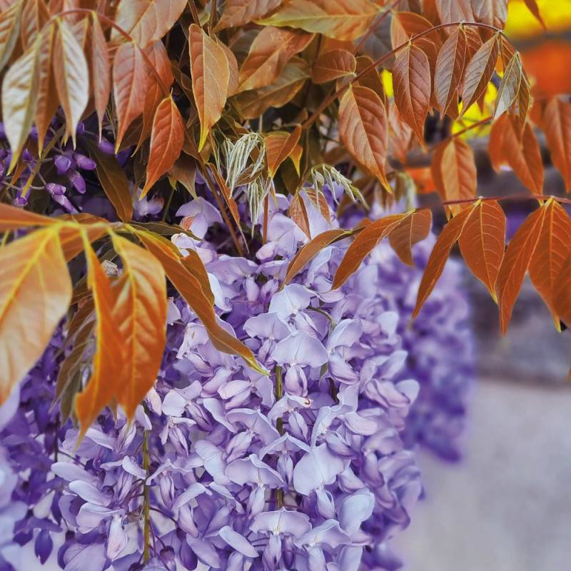 Glycine de Chine Blue Line® 'Copper Leo' à fleurs Bleue - feuillage Caduc - Pot de 2L - Tuteur bambou 60/90 cm-  hauteur à maturité De 5,00 m à 10,00 - Imagen 2