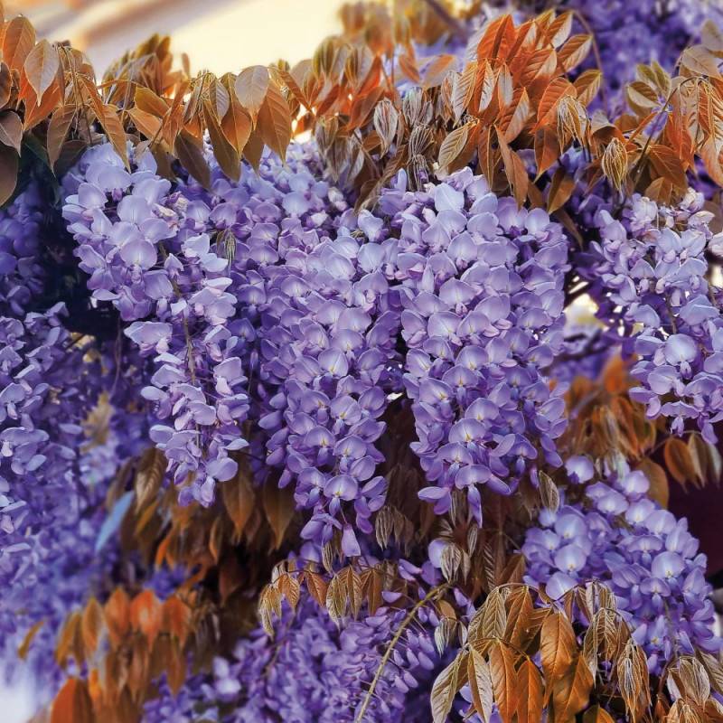 Glycine de Chine Blue Line® 'Copper Leo' à fleurs Bleue - feuillage Caduc - Pot de 2L - Tuteur bambou 60/90 cm-  hauteur à maturité De 5,00 m à 10,00 - Imagen 10