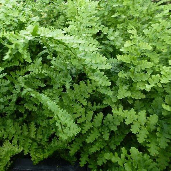 Dryopteris filix-mas Barnesii - Fougère mâle Godet de 8/9 cm