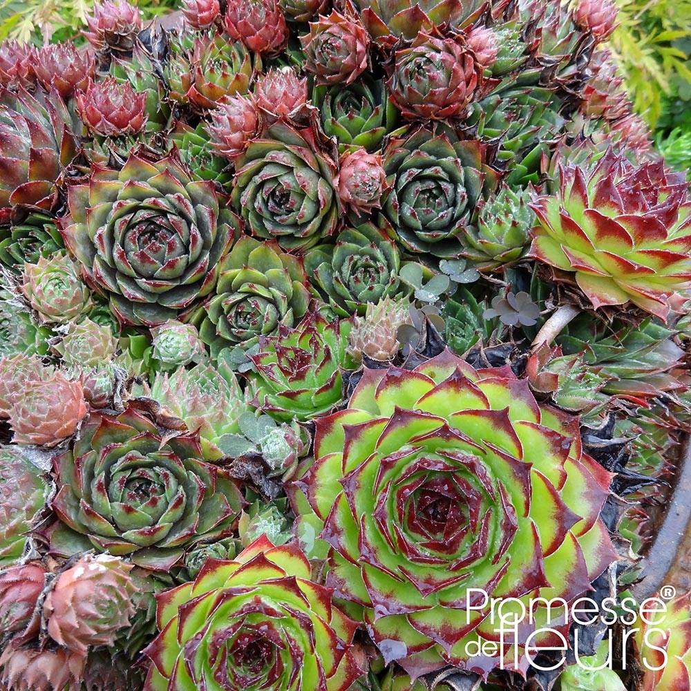 Sempervivum Gemengd - Joubarbe hybride en mélange Godet de 8/9 cm