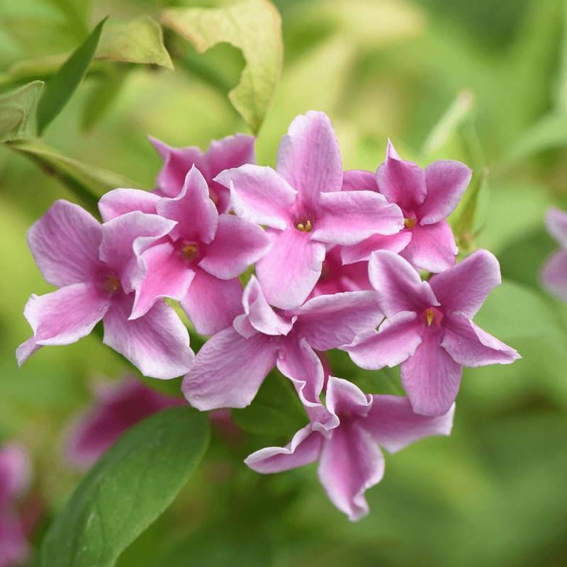 Jasmin Starry® Summer Scent 'Ganmin 1701' à fleurs Rose - feuillage Caduc - Pot de 3L - Echelle bambou 60/120 cm-  hauteur à maturité De 3,00 m à 5,00 - Imagen 5