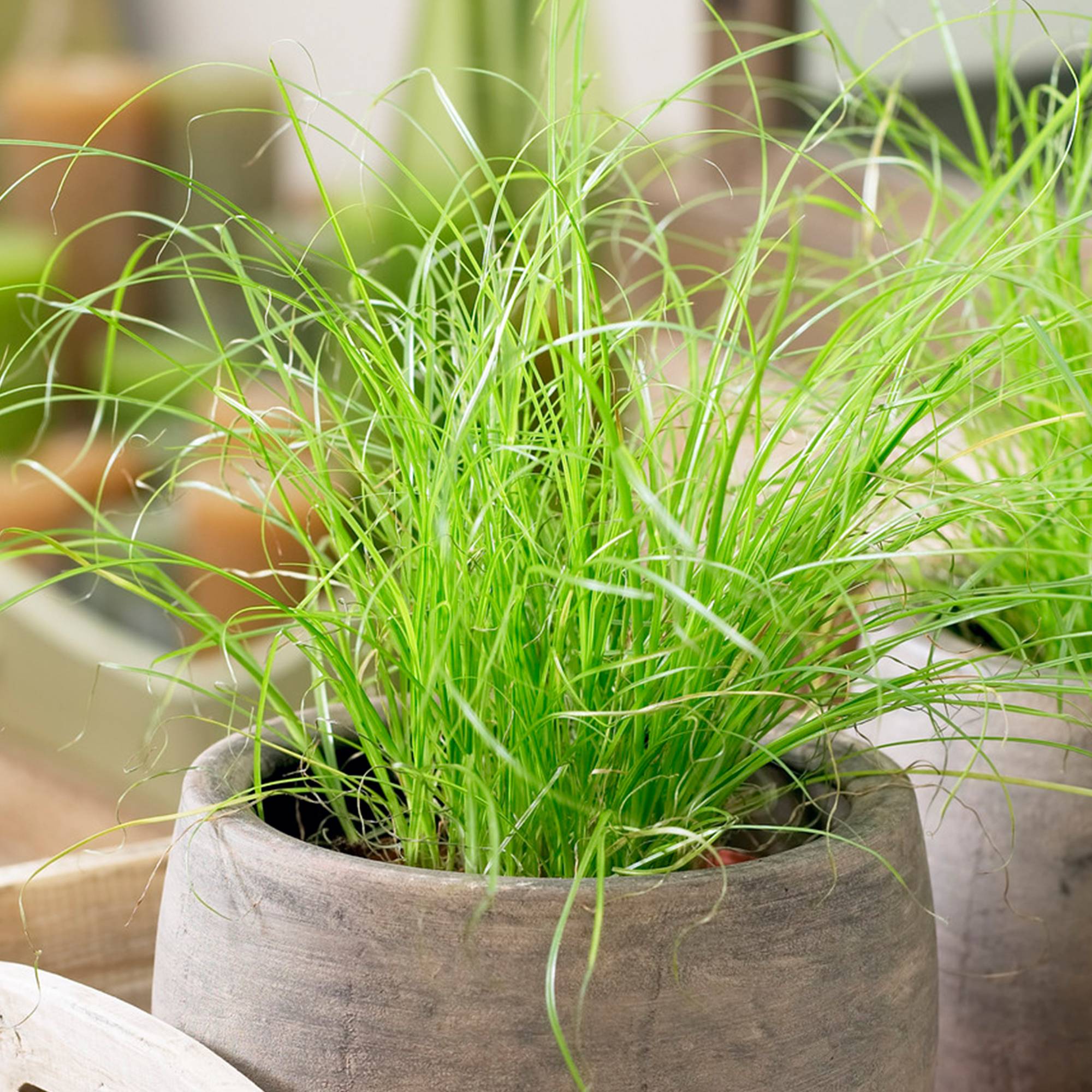 Gardenersdream - 1 X Cypérus Zumula Herbe À Chat À Vendre | Plante D'Intérieur En Pot Idéale Pour Les Chats - GardenersDream - Imagen 1