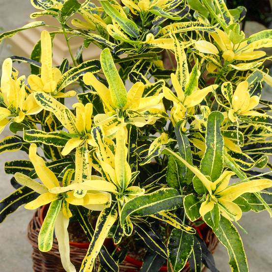 Gardenersdream - Codiaeum Sunny Star – Superbe Croton | Meilleure Plante D’Intérieur (De 30 À 40 Pot Inclus) - GardenersDream - Image 1