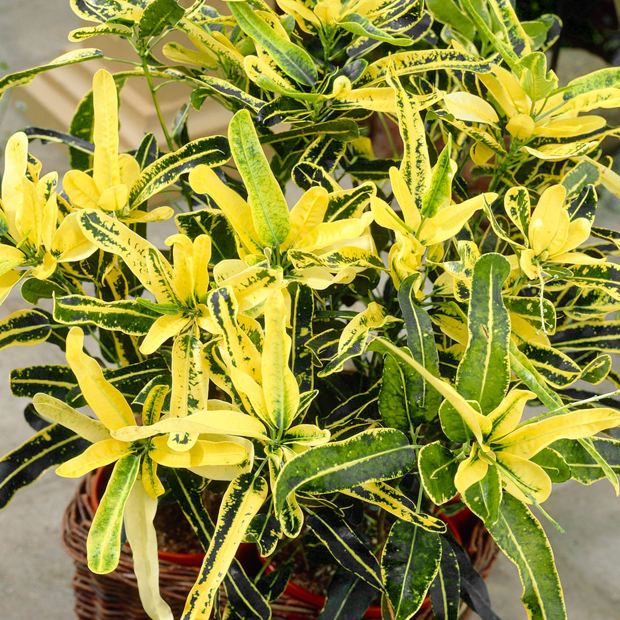 Gardenersdream - Codiaeum Sunny Star – Superbe Croton | Meilleure Plante D’Intérieur (De 30 À 40 Pot Inclus) - GardenersDream