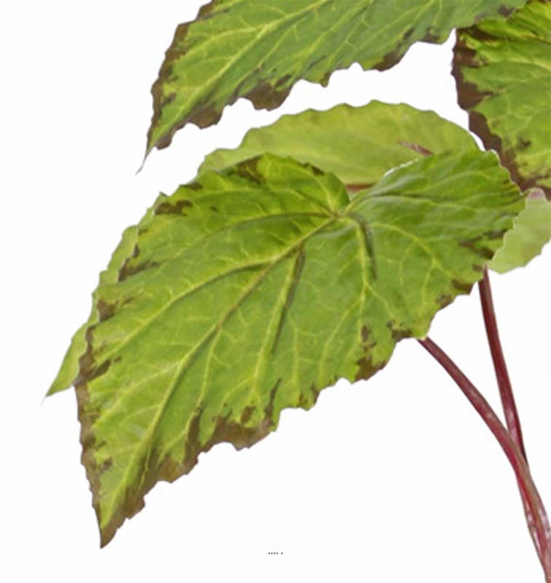 Artificielles - Begonia artificel en piquet 9 feuilles H25cm - Imagen 3