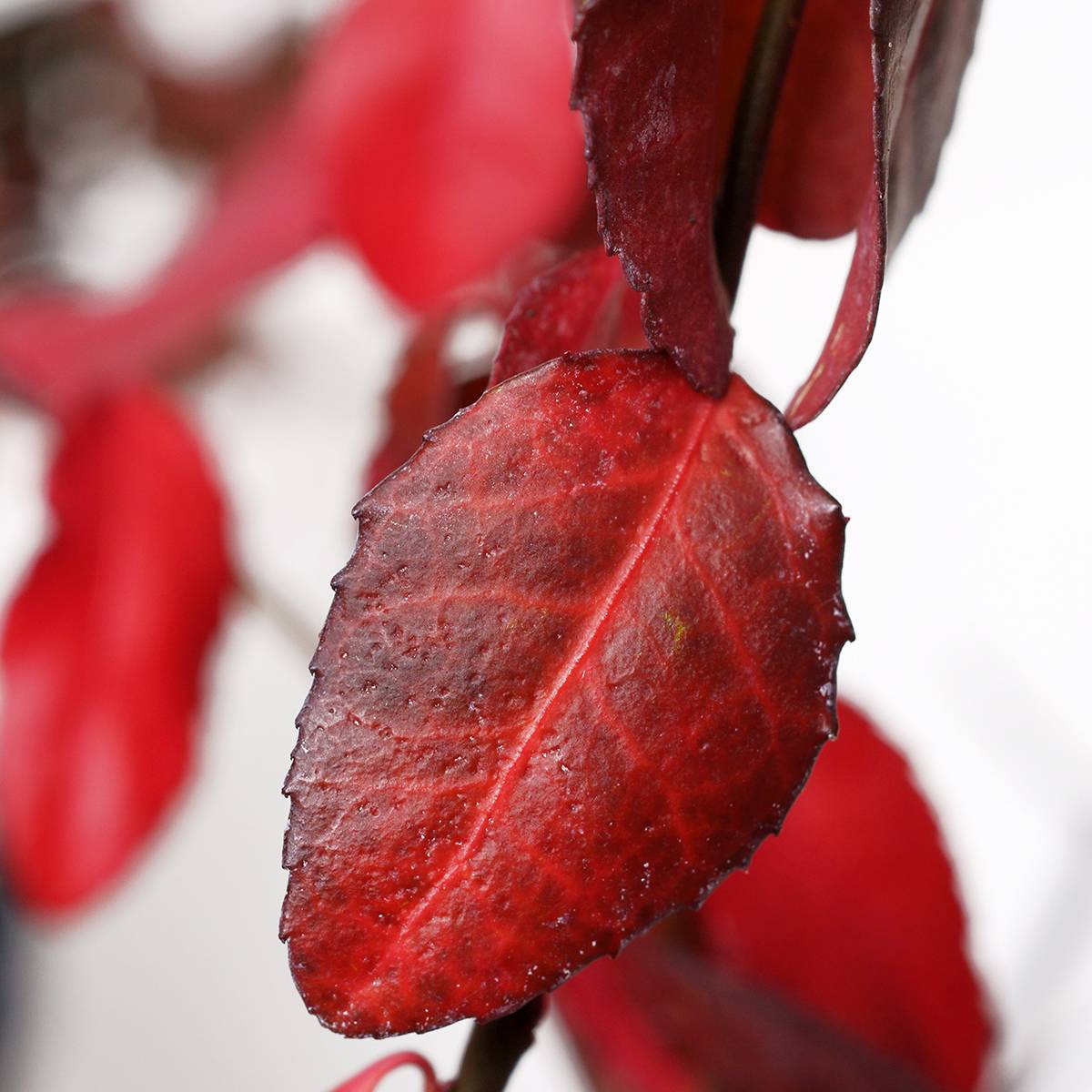 Euonymus fortunei Coloratus - Fusain rampant Pot de 1,5L/2L