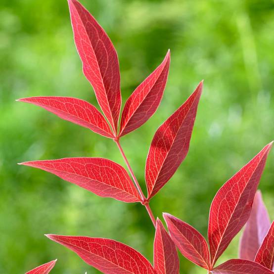 Bambou sacré Obsessed® 'Seika', Nandina - Pot de 7,5L - 60/80 cm - Image 6