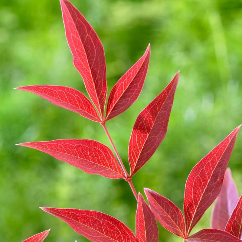 Bambou sacré Obsessed® 'Seika', Nandina - Pot de 7,5L - 60/80 cm - Image 6