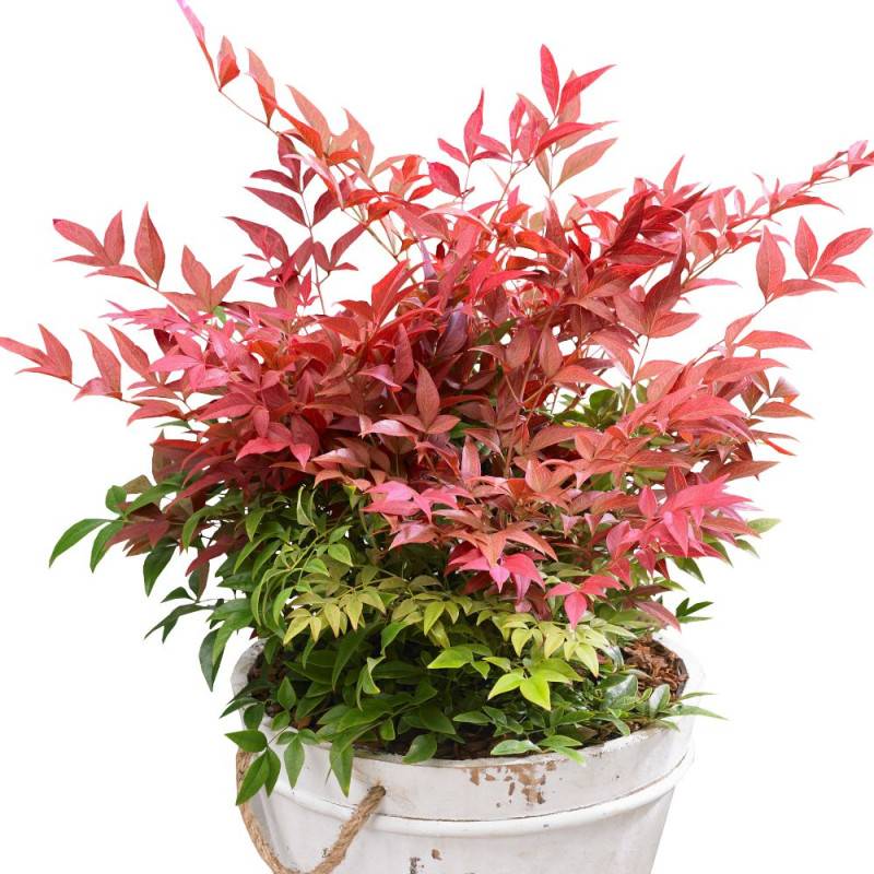 Bambou sacré Obsessed® 'Seika', Nandina - Pot de 7,5L - 60/80 cm - Image 5