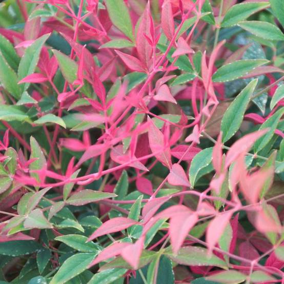 Bambou sacré Obsessed® 'Seika', Nandina - Pot de 7,5L - 60/80 cm - Image 10