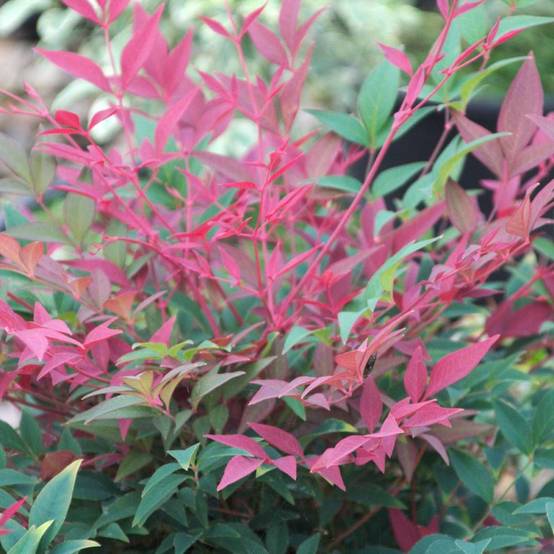 Bambou sacré Obsessed® 'Seika', Nandina - Pot de 7,5L - 60/80 cm - Image 9