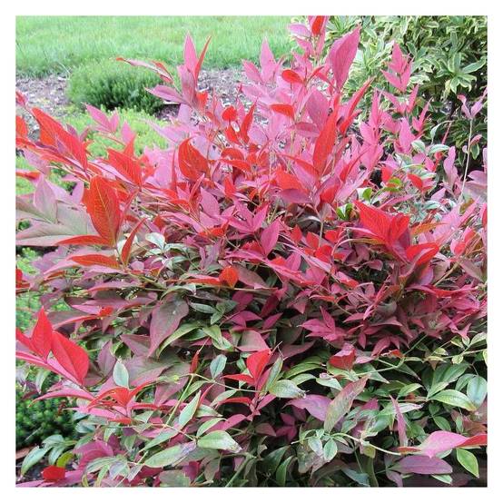 Bambou sacré Obsessed® 'Seika', Nandina - Pot de 7,5L - 60/80 cm - Image 7