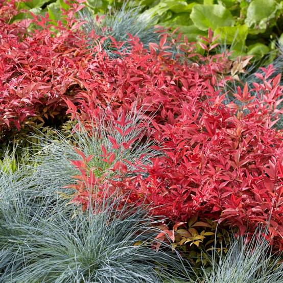 Bambou sacré Obsessed® 'Seika', Nandina - Pot de 7,5L - 60/80 cm - Image 4