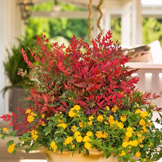Bambou sacré Obsessed® 'Seika', Nandina - Pot de 7,5L - 60/80 cm - Image 2