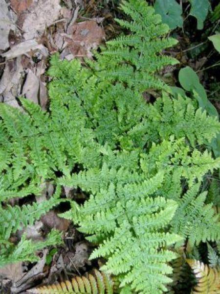 Dryopteris dilatata Crispa Whiteside - Fougère Godet de 8/9 cm