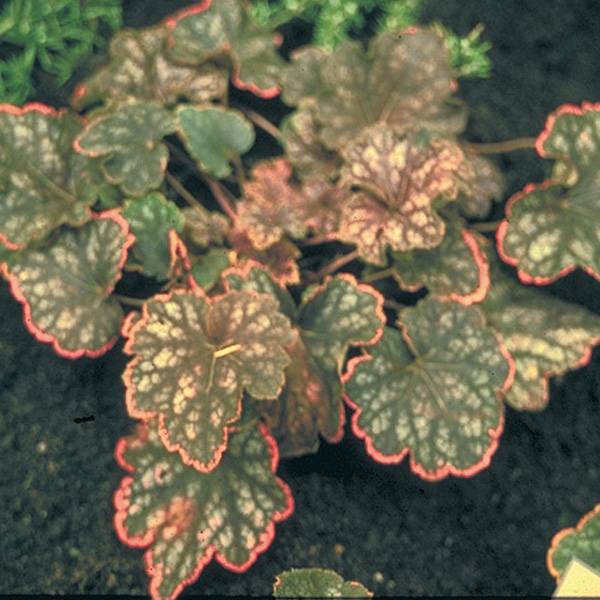 Heuchère - Heuchera Beauty Color Godet de 8/9 cm
