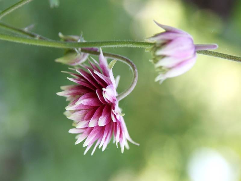 Ancolie Nora Barlow - Aquilegia vulgaris Godet de 8/9 cm - Image 2