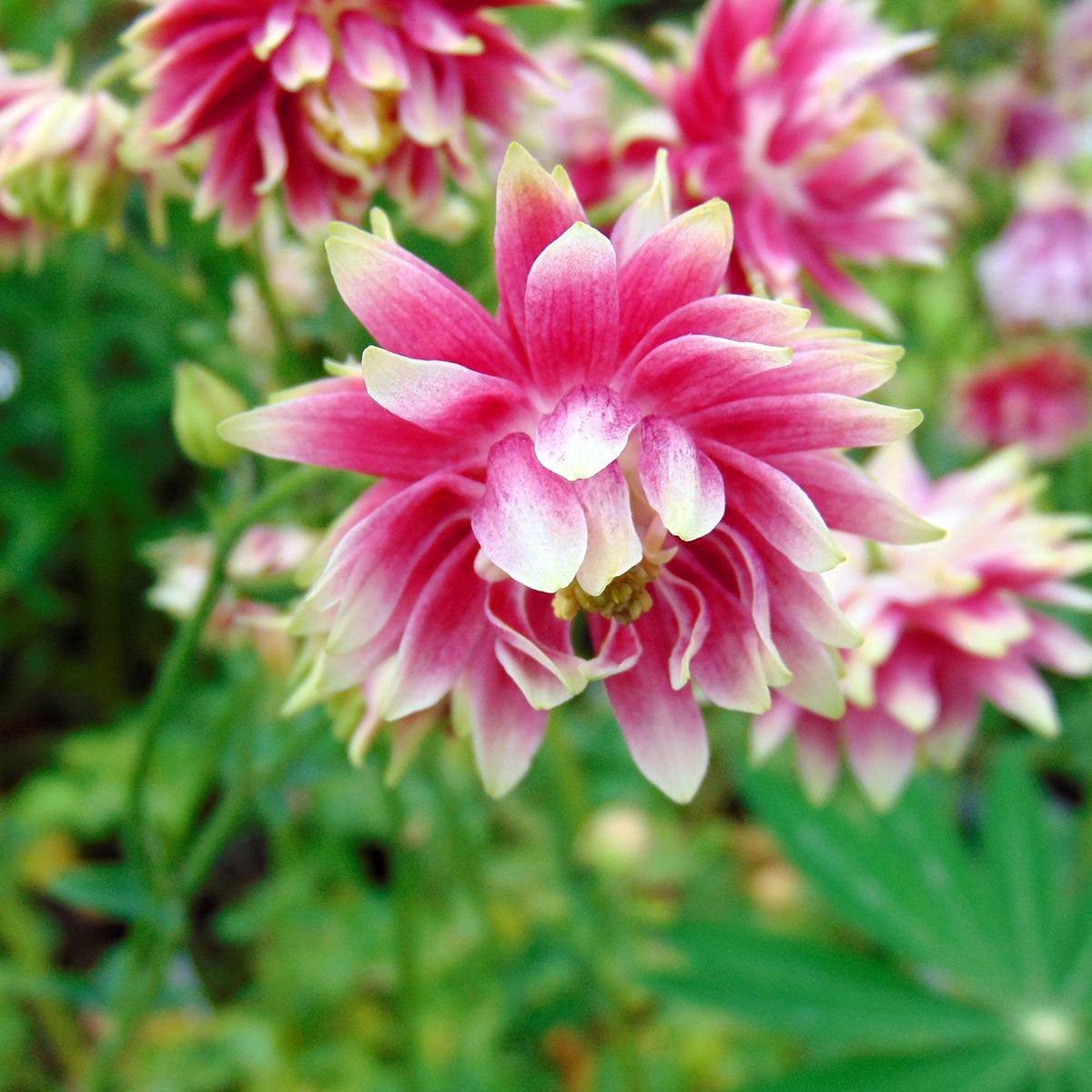 Ancolie Nora Barlow - Aquilegia vulgaris Godet de 8/9 cm - Image 1