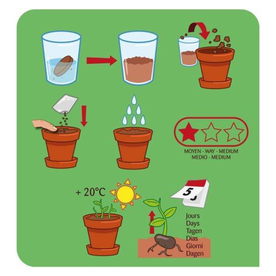 Radis et Capucine - Radis et Capucine - Kit plantation - Salade de cresson bio - 8cm - Imagen 3