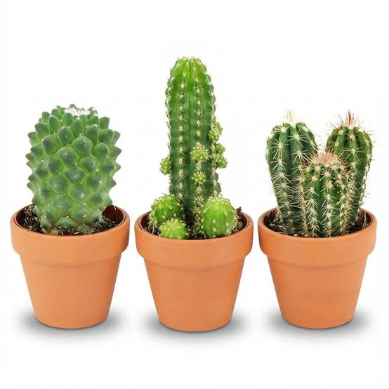 Mini Mélange de Cactus - H10cm - Image 3