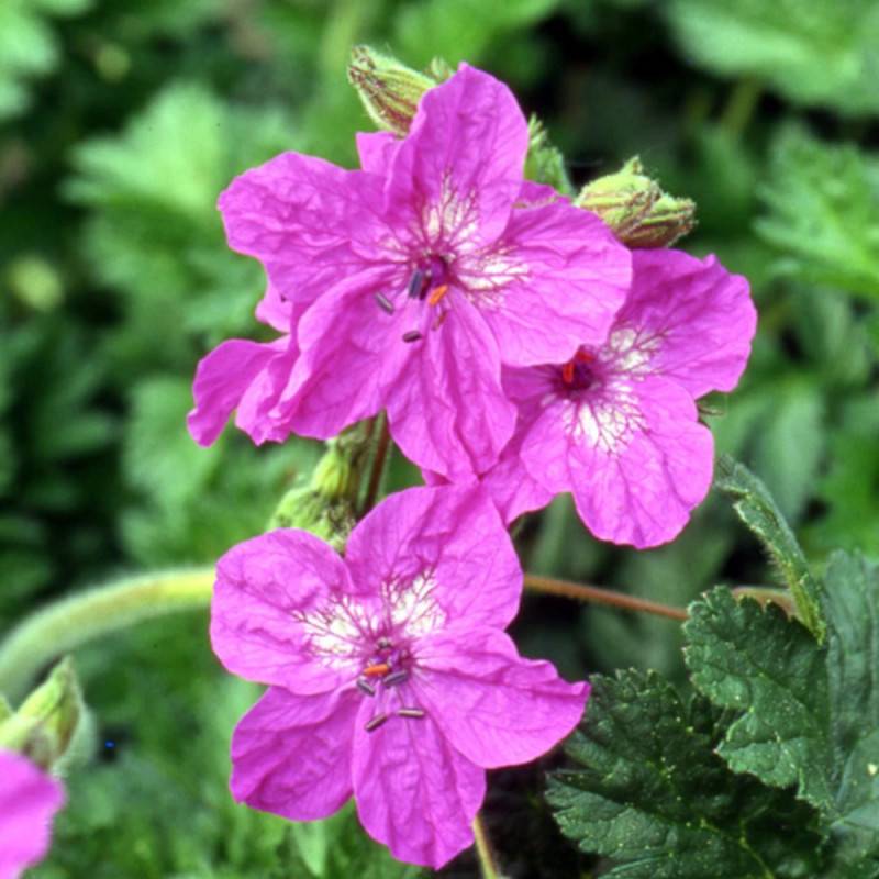 Bec de Grue manescavii, Erodium à fleurs Rose/ - feuillage Persistant - Godet - 5/20 cm - Image 4