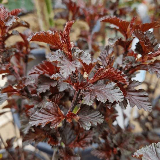 Physocarpus Black Light® 'Minbla3', Physocarpe à fleurs Blanche - feuillage Caduc - Pot de 3L - 40/60 cm- hauteur à maturité De 1,50 m à 2,00 m - Image 2