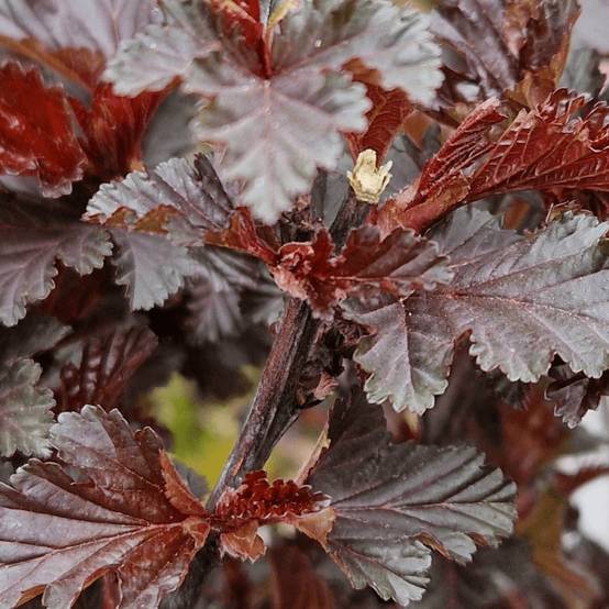 Physocarpus Black Light® 'Minbla3', Physocarpe à fleurs Blanche - feuillage Caduc - Pot de 3L - 40/60 cm- hauteur à maturité De 1,50 m à 2,00 m - Image 6