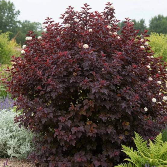Physocarpus Black Light® 'Minbla3', Physocarpe à fleurs Blanche - feuillage Caduc - Pot de 3L - 40/60 cm- hauteur à maturité De 1,50 m à 2,00 m - Image 3