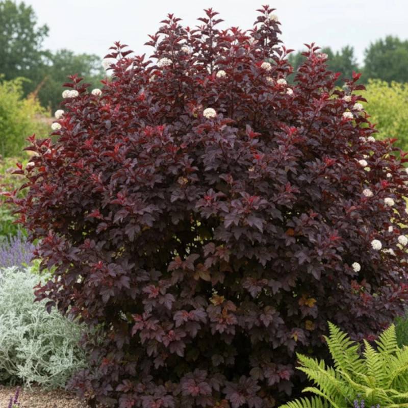 Physocarpus Black Light® 'Minbla3', Physocarpe à fleurs Blanche - feuillage Caduc - Pot de 3L - 40/60 cm-  hauteur à maturité De 1,50 m à 2,00 m - Image 3