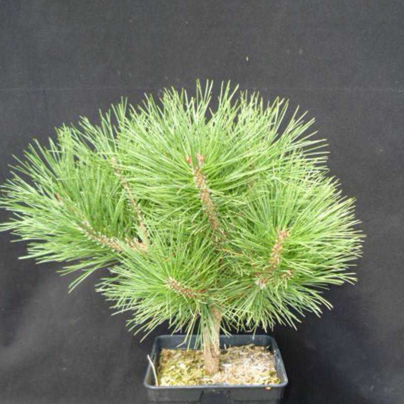 Pin noir Pierrick Bregeon®, Pinus - Pot de 5L - 40/60 cm - Imagen 1