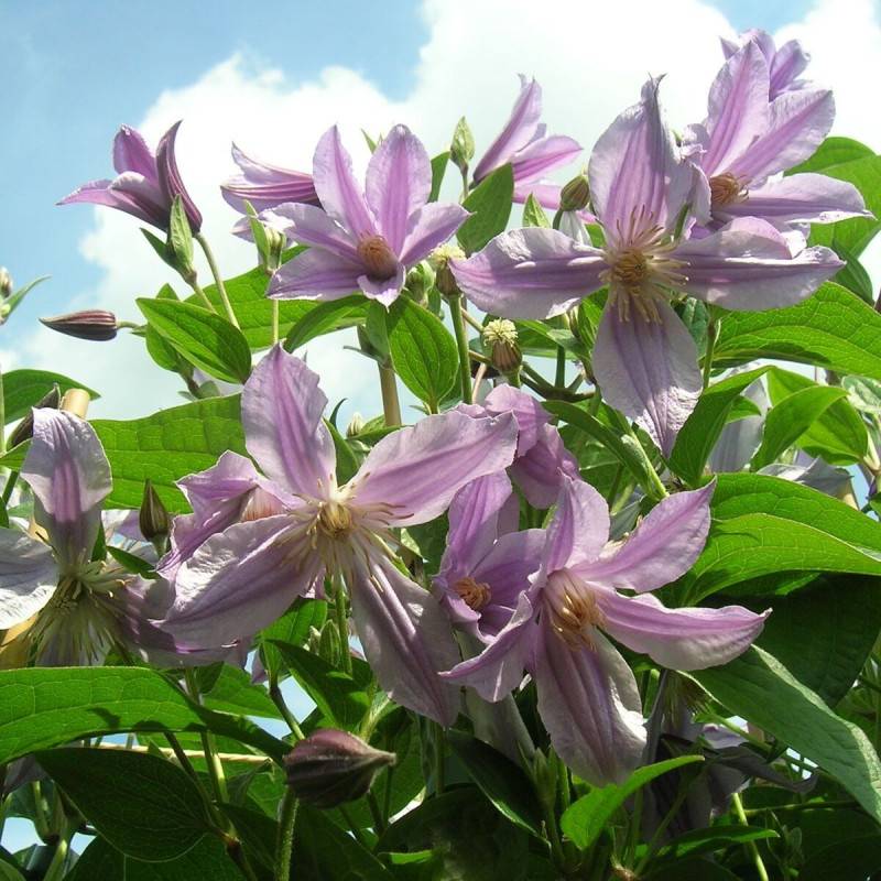 Clématite integrifolia Star River® 'Zostarri' à fleurs Bleue - feuillage Caduc - Pot de 2L - Tuteur bambou 60/90 cm-  hauteur à maturité De 1,00 m à 1 - Imagen 6