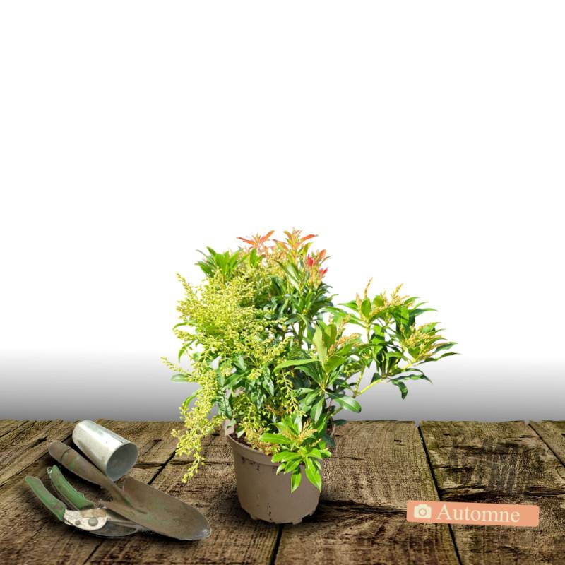 Andromède du Japon Forest Flame, Pieris à fleurs Blanche/ - feuillage Persistant - Pot de 3L - 20/40 cm - Imagen 2