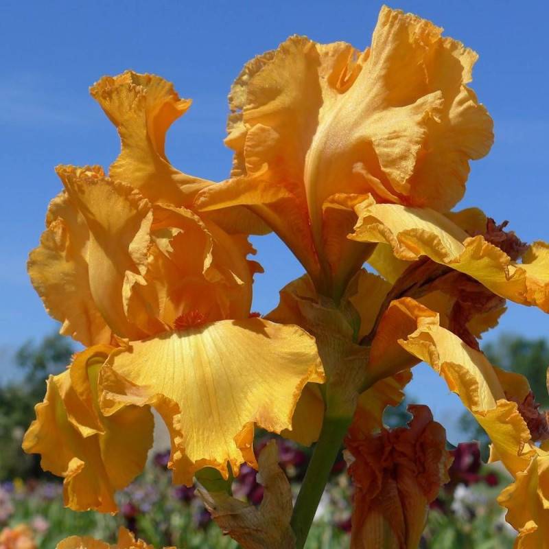 Iris des jardins Tangerine Sky à fleurs Orange/ - feuillage Caduc - Godet - 5/20 cm - Imagen 1
