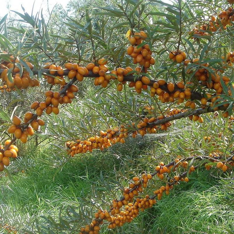 Argousier Hergo, Hippophae à fleurs Jaune/Vert - feuillage Caduc - Godet - 5/20 cm