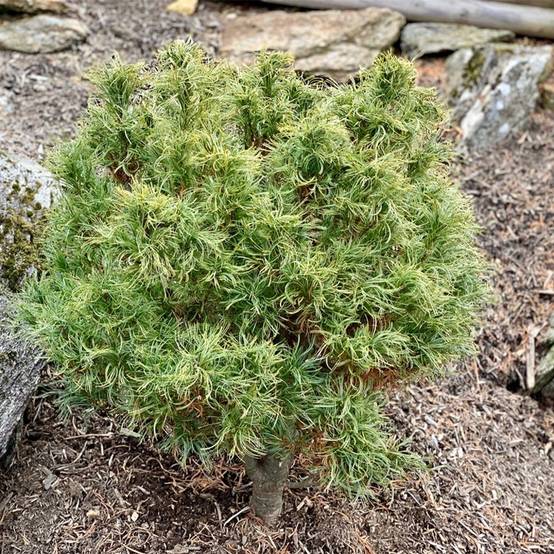 Pin Weymouth - Pinus strobus Tiny Kurls Pot de 2L/3L - Image 1