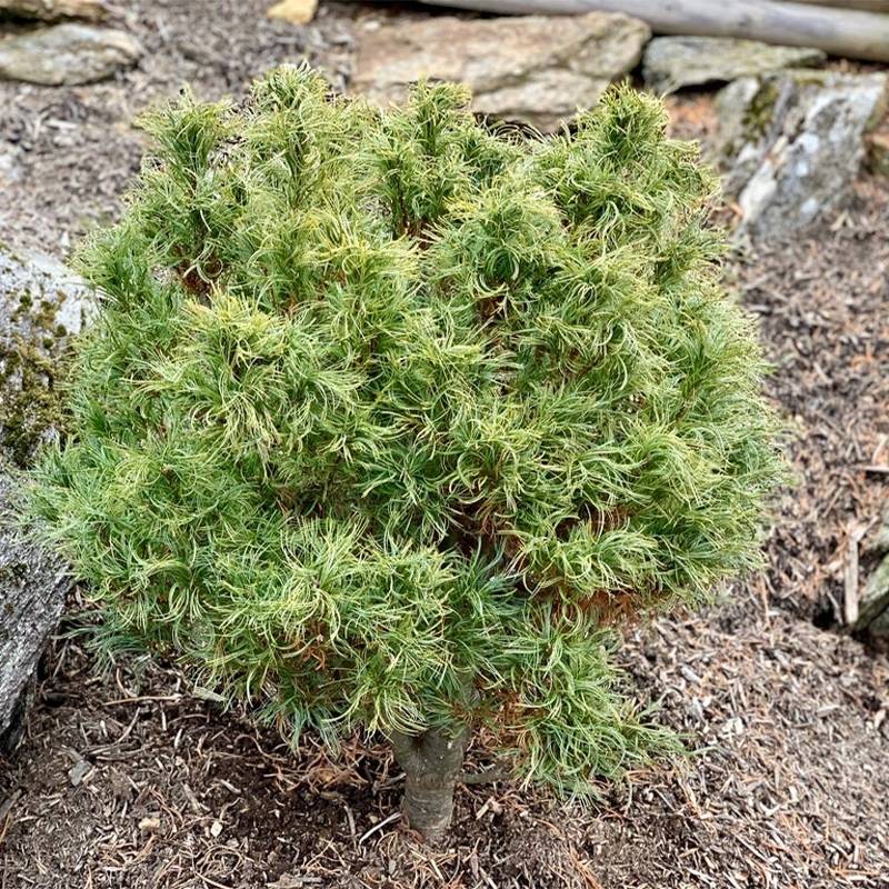 Pin Weymouth - Pinus strobus Tiny Kurls Pot de 2L/3L - Image 1