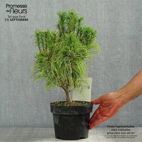 Pin Weymouth - Pinus strobus Tiny Kurls Pot de 2L/3L - Image 2