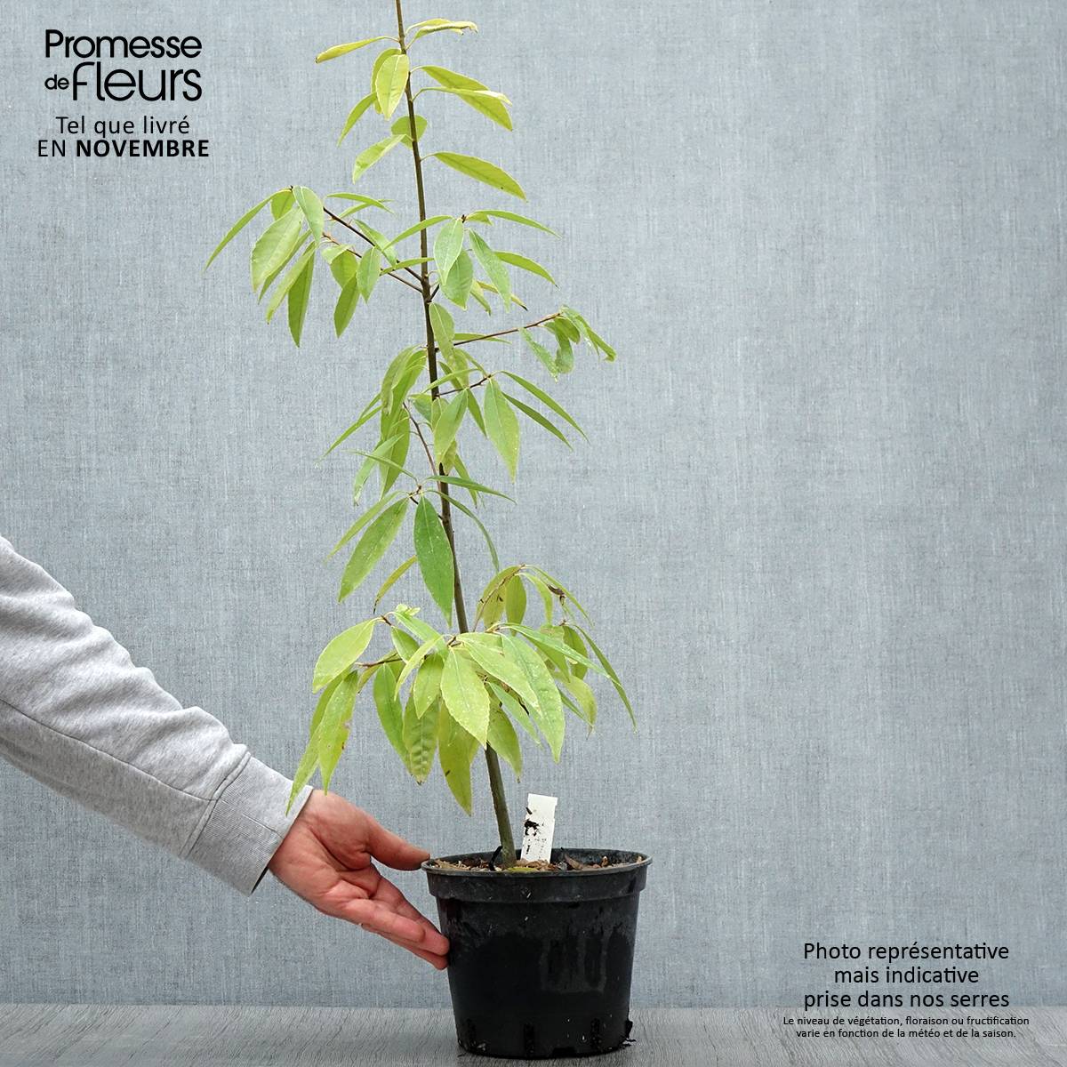 Quercus myrsinifolia - Chêne à feuilles de myrsine Pot de 3L/4L - Image 1