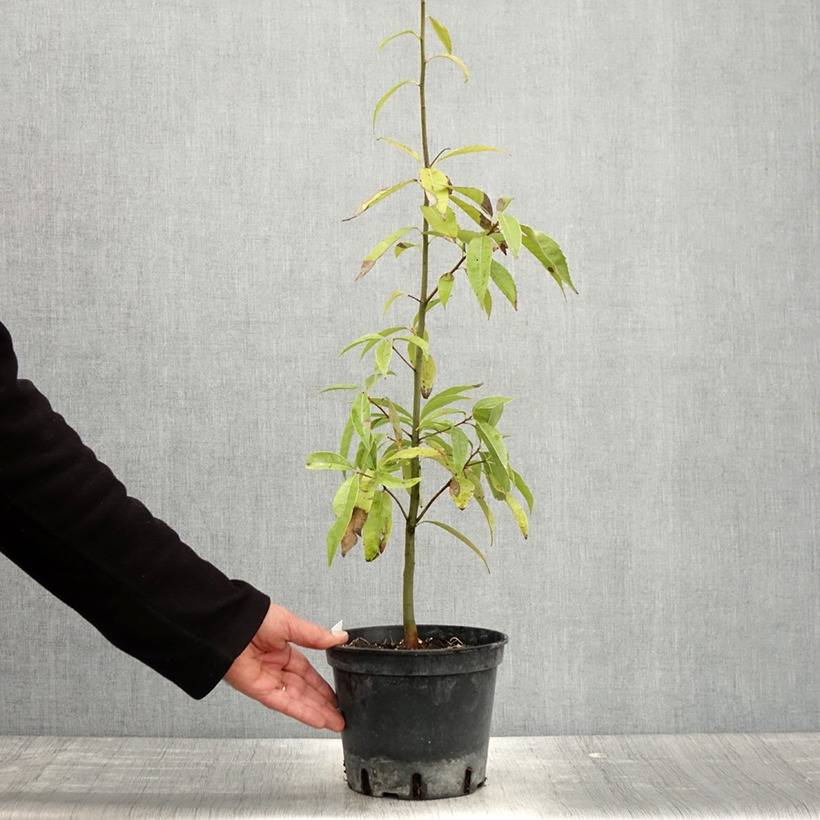 Quercus myrsinifolia - Chêne à feuilles de myrsine Pot de 3L/4L - Image 3