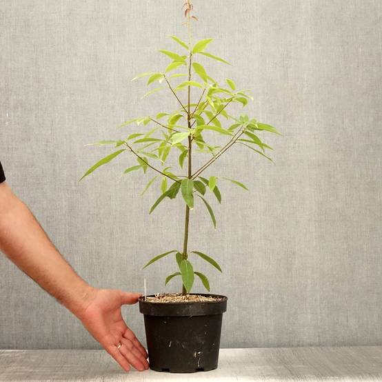 Quercus myrsinifolia - Chêne à feuilles de myrsine Pot de 3L/4L - Image 2