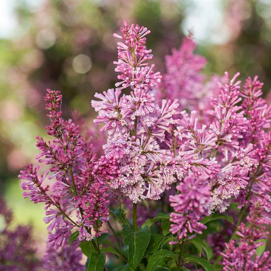 Lilas - Syringa x prestoniae First Editions Pinktini Pot de 3L/4L