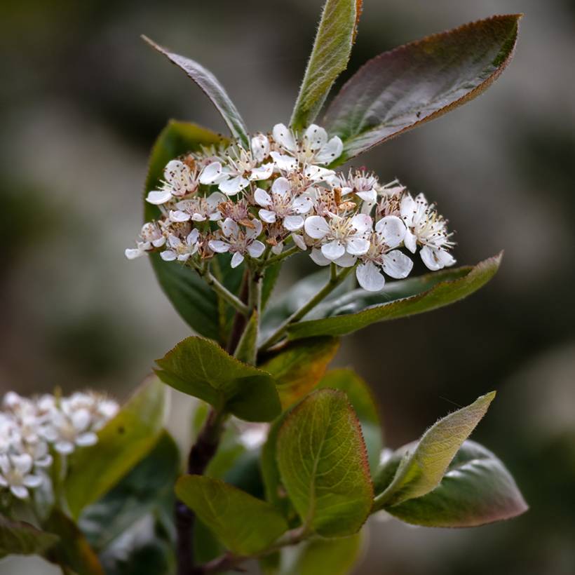 Aronia prunifolia Viking Godet de 7/8 cm