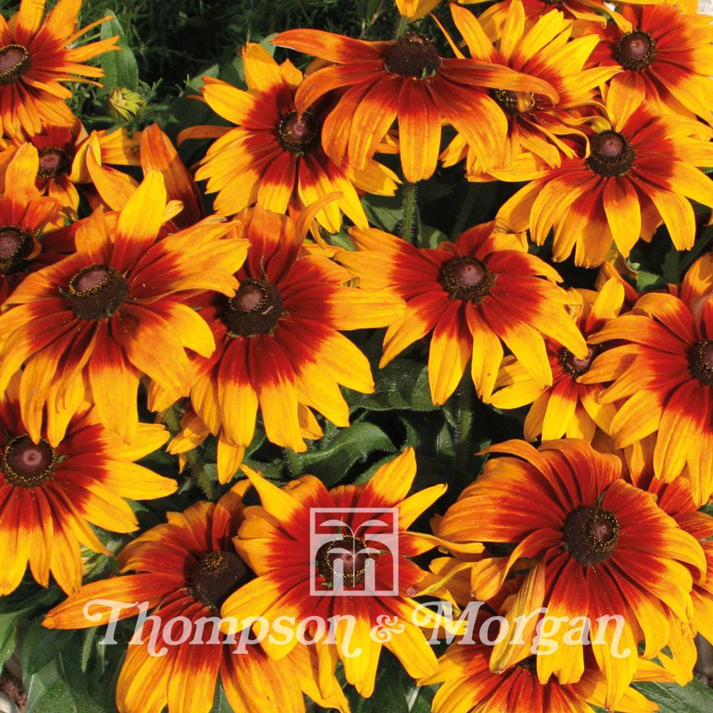 Graines de Rudbeckia Cappuccino - Rudbeckia hirta  le sachet de 25 graines environ