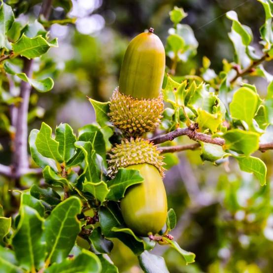 Chêne kermès (Quercus coccifera) - Godet - Taille 10/15cm - Pépinières Naudet - Image 1