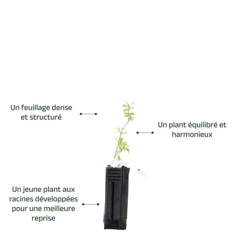 Chêne kermès (Quercus coccifera) - Godet - Taille 10/15cm - Pépinières Naudet - Image 3