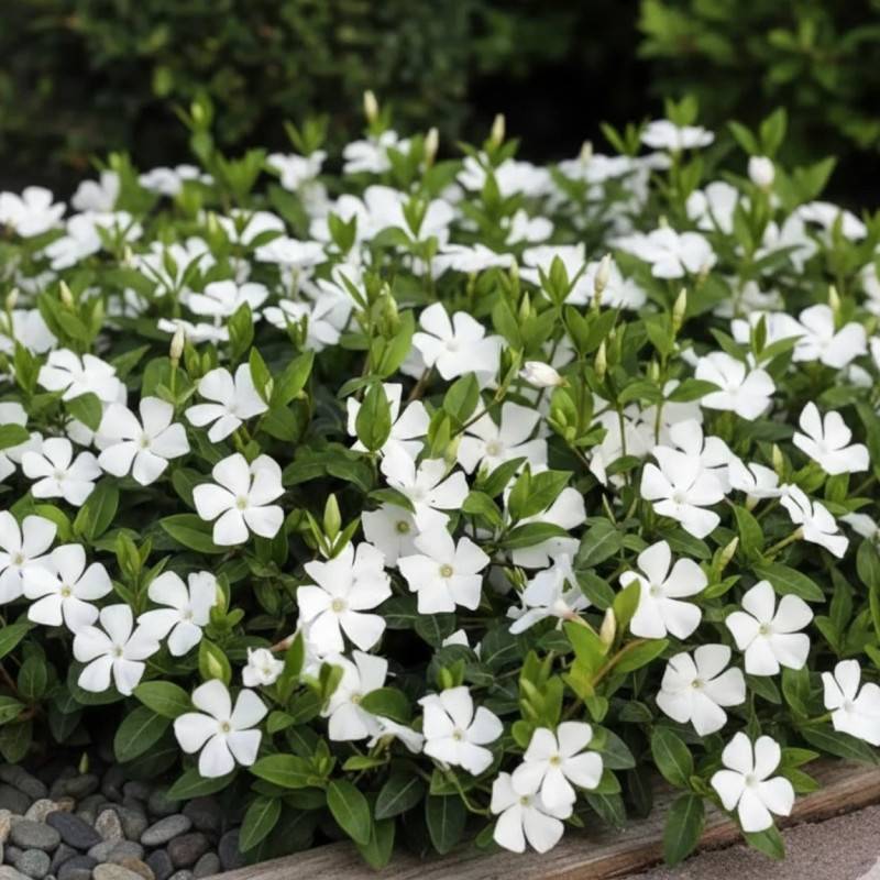 Pervenche blanche à fleurs Blanche/ - feuillage Persistant - Godet - 5/20 cm