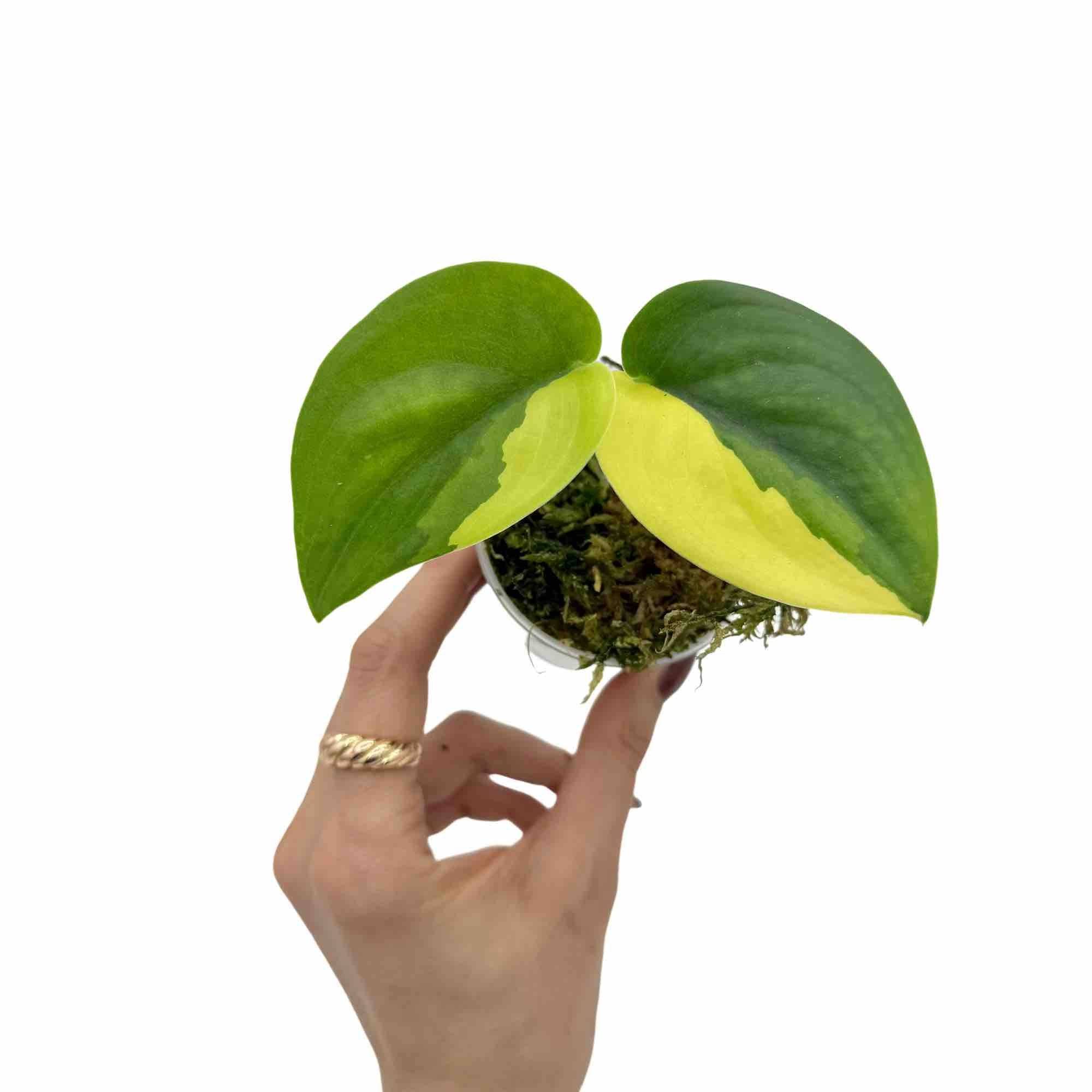 Scindapsus Jade Satin Variegata Aurea - Pot de 6cm - Plantes d'intérieur - Image 1